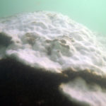 Fig.6 porites blanqueado