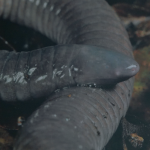 tepelcua