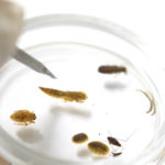 Macroinvertebrados acuáticos