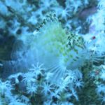 C oxycephalus-min