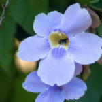 Abejas nativas. Fotografía de Hotel de Abejas.