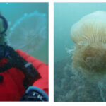Medusas