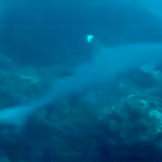 Triaenodon obesus Los Cobanos