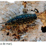 Baraza5
