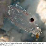 Medusas6