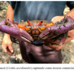 cangrejos3