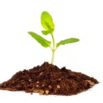 Growing Plant