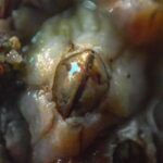 Invertebrados 00