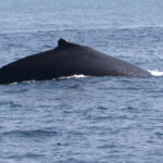 Ballena