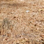 Dry grass and leaves, dry pasture, drought on the land, hot summers in Europe and America, no harvest and environmental problems due to climate change, close-up