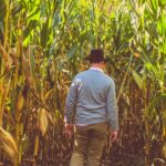 A male walking thru a cornfield on a sunny day with blue sky in the background