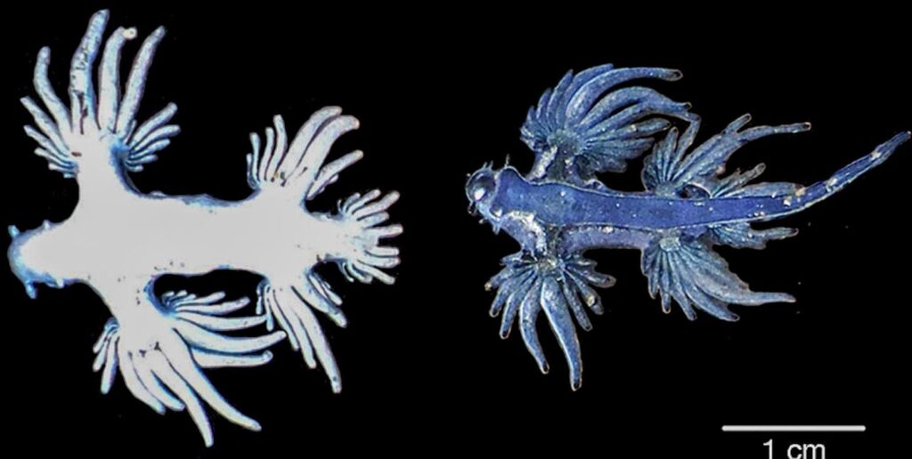 Fotografía con vista ventral y dorsal de dragón azul (Glaucus atlanticus) (Segovia y López, 2015).
