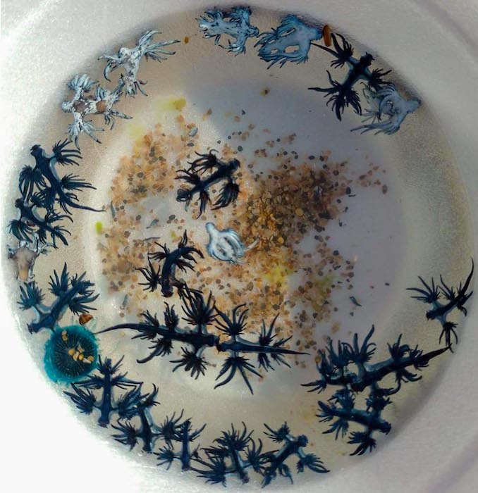 Fotografía de dragones azules (Glaucus atlanticus) y botón azul (Porpita porpita) que vararon en la playa de Los Cóbanos el 10 de abril del 2022. Tomado de la red social de Mary Suárez.