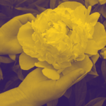 peonia