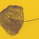hoja de otoño