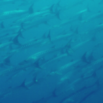 barracuda aleta negra 01