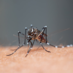 mosquito