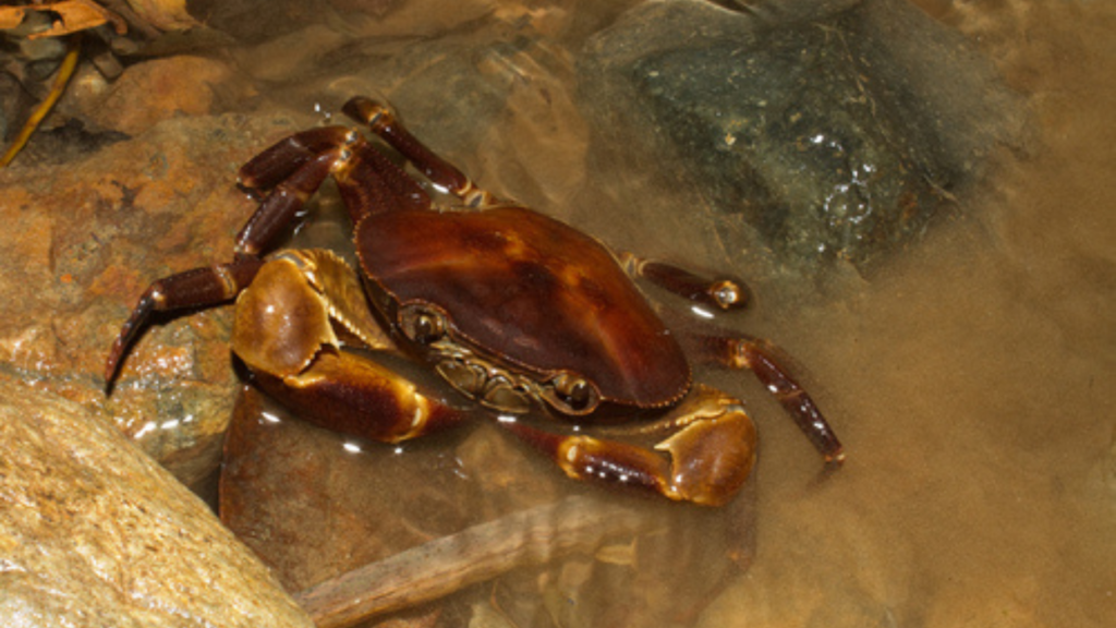 Cangrejo de río Potamocarcinus magnus. Fuente: iNaturalist, Brian Gratwicke. 