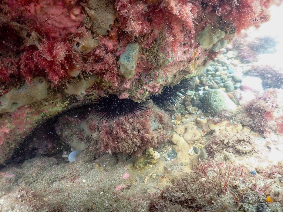 Erizo de mar - Echinometra vanbrunti