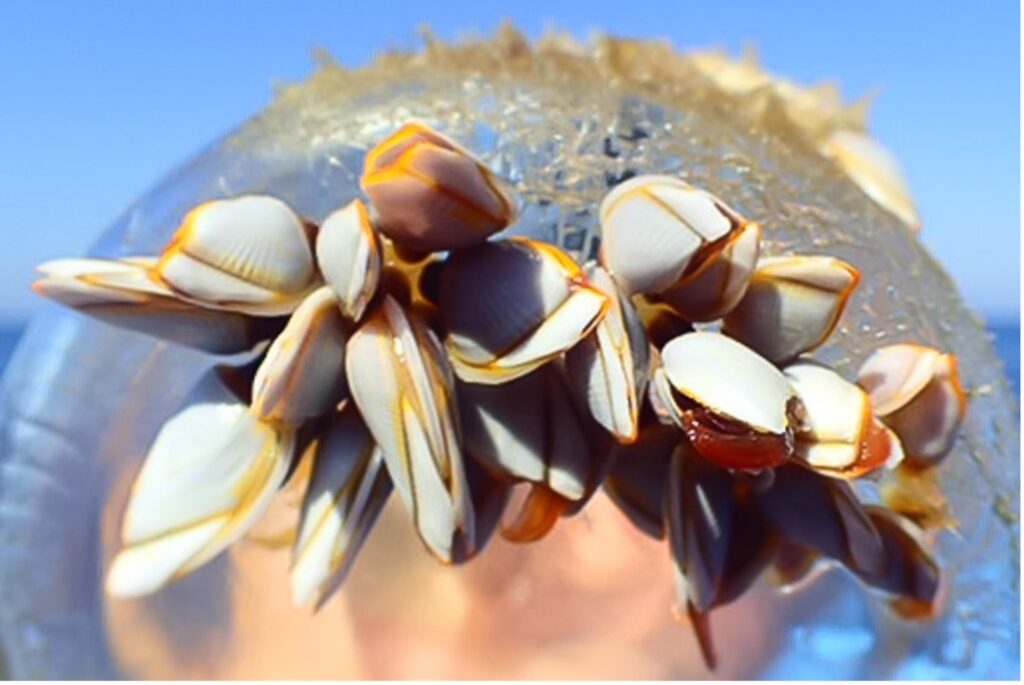 Figura 1. Percebes sobre botella de vidrio, basura marina flotante encontrado en aguas costeras salvadoreñas.
