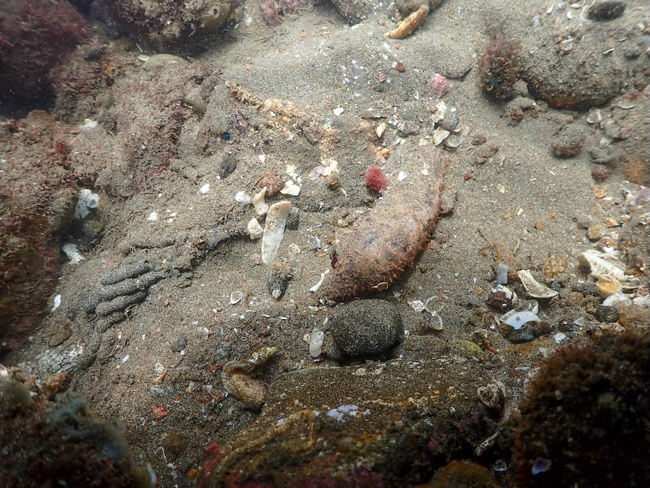 Pepino de mar - Holothuria impatiens