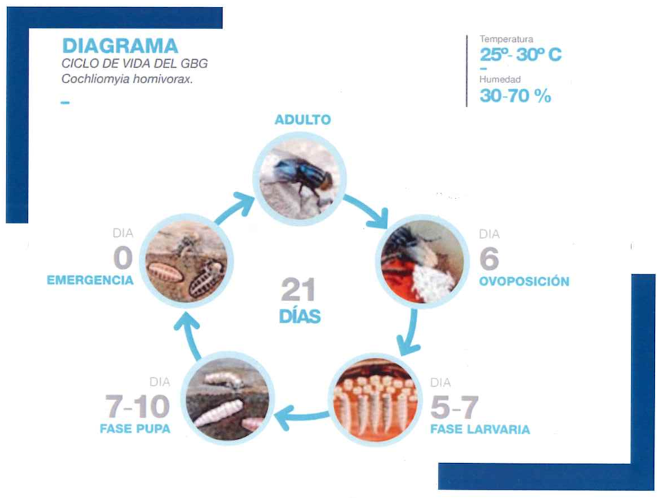 Ciclo del gusano barrenador. Fuente: MAG.