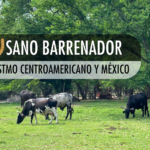 Gusano barrenador